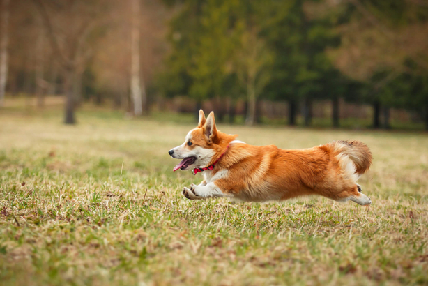 Corgi