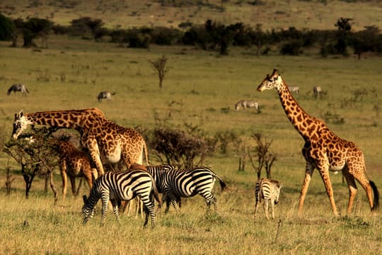 Savanna